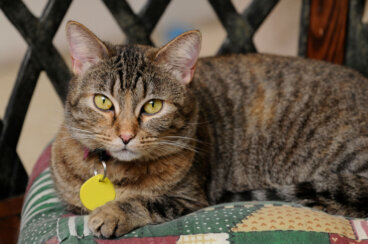 250 sugerencias de nombres para gatos machos