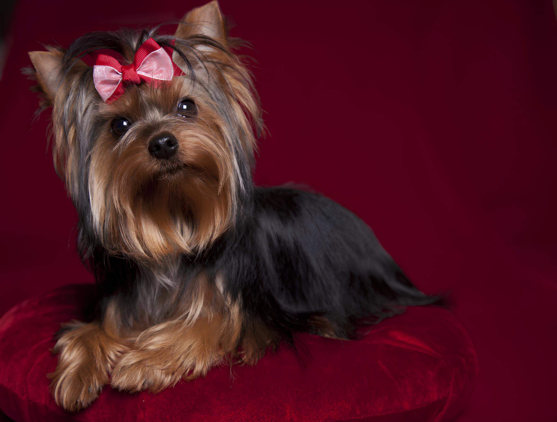 A brown and black Yorkshire terrier with a boy on her head and her front legs crossed in front of her.