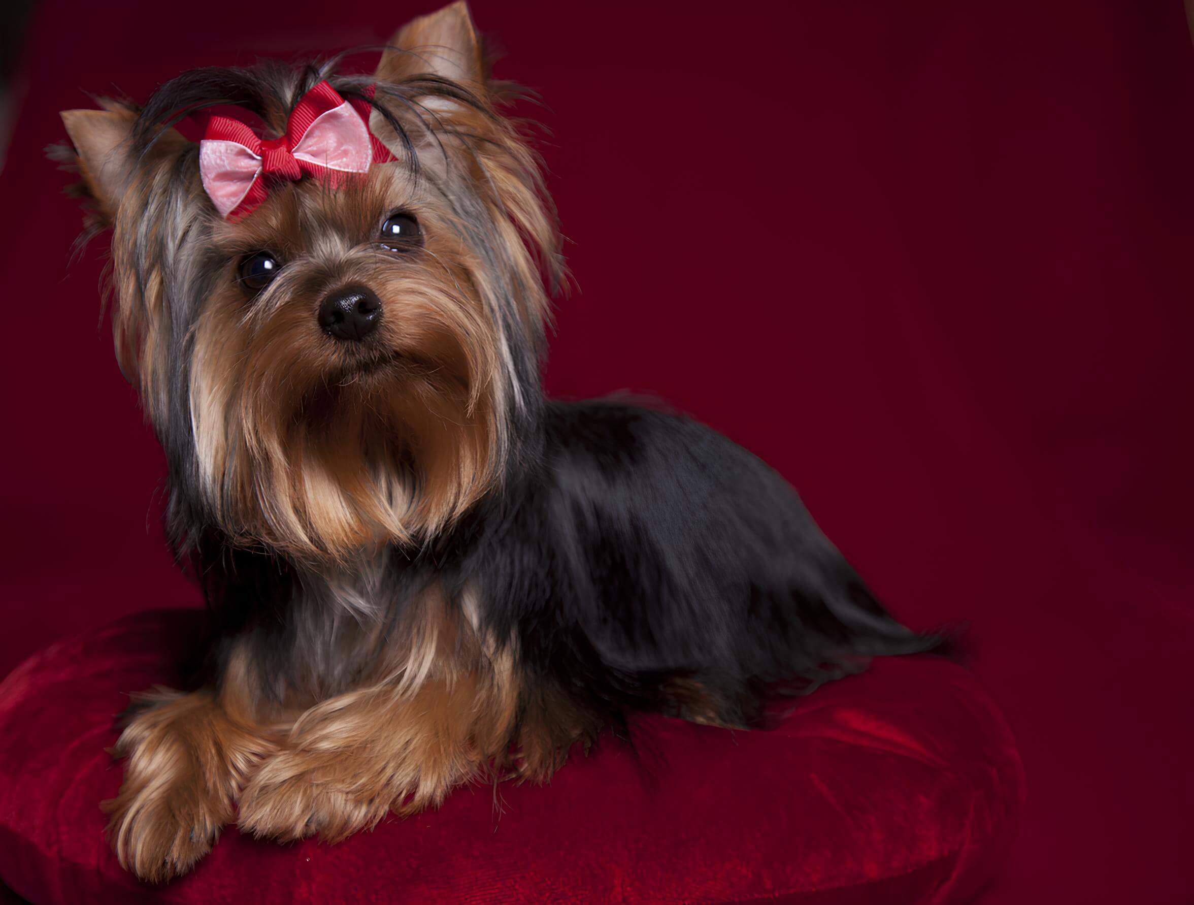 Perra yorkshire terrier con un lazo, posada en una almohada vinotinto.
