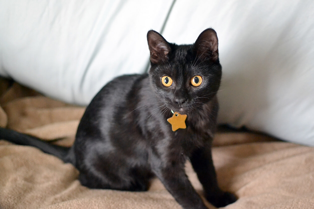 Gato negro con placa dorada para el nombre en forma de estrella. 