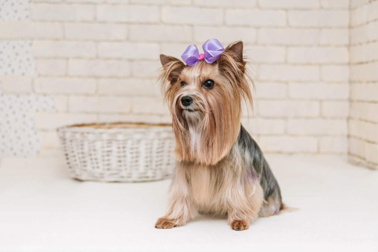 Il cagnolino con il fiocco attende la scelta del nome del suo cane con la lettera A.