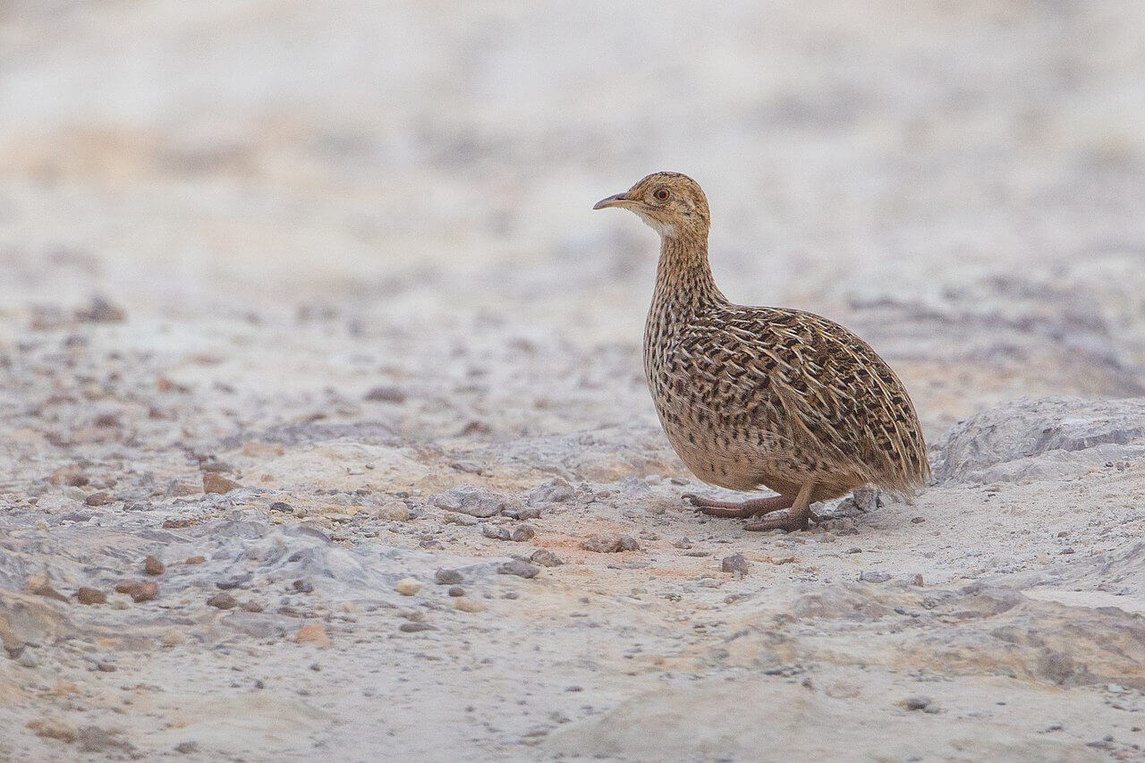 A spotted nothura walking on sand and rocks.