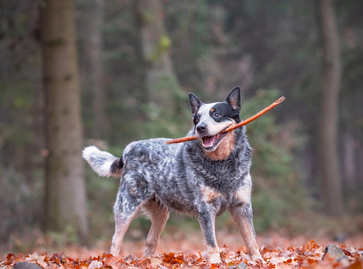 An Australian Cattle Dog carrying a stick in its mouth.