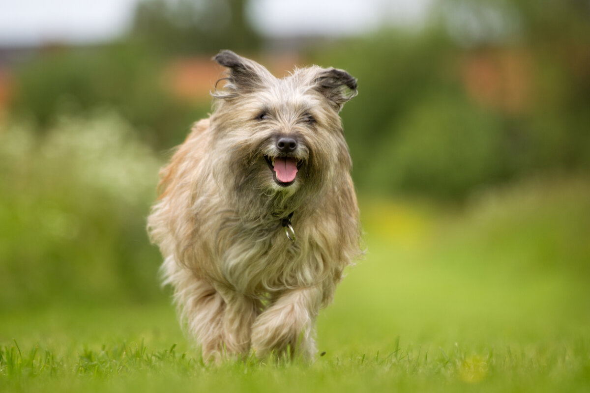 A Pyrenean Shepherd running in the grass.