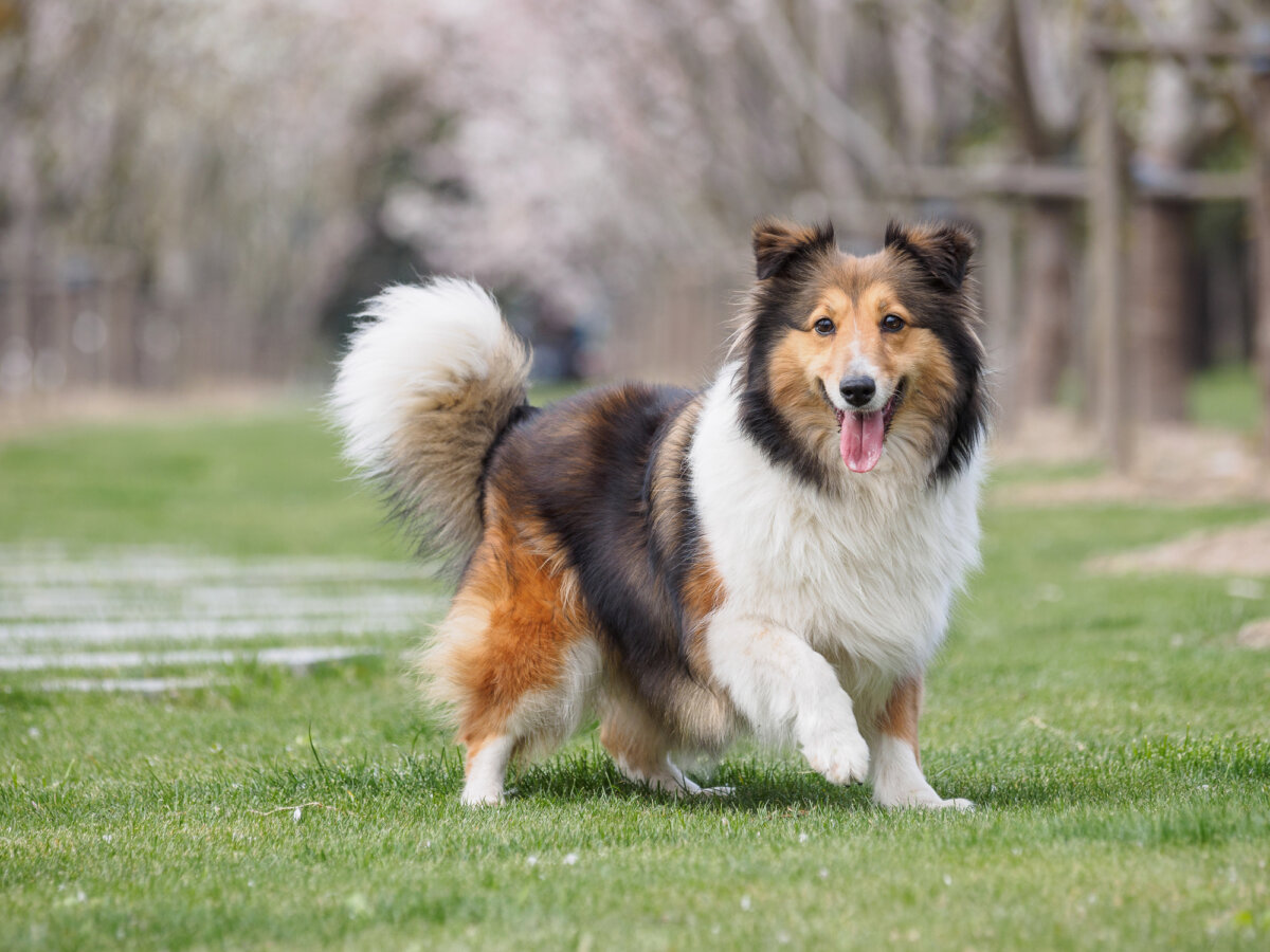 A Shetland Shepherd playing in the grass.