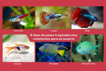 8 tipos de peces tropicales más resistentes para un acuario