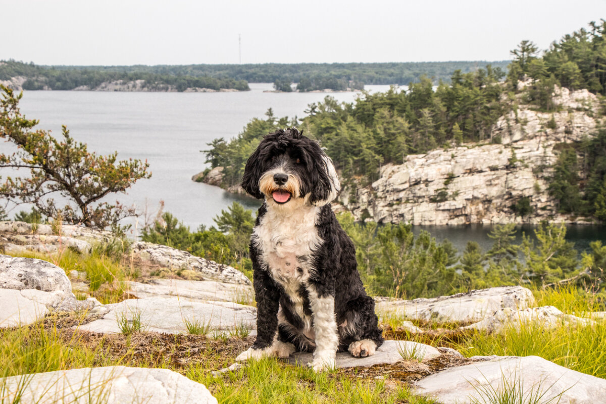 A Portuguese water dog standing on a rocky slope overlooking water.