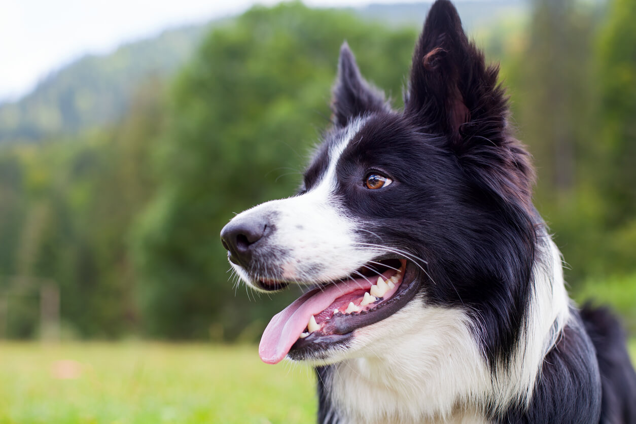 Perro border collie de raza pura, con la lengua afuera, en la naturaleza.