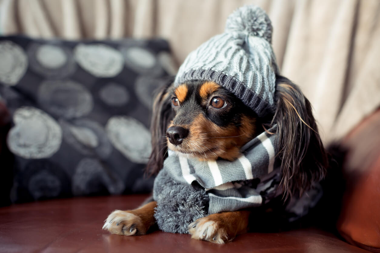 A small dog wearing a grey knit cap and scarf.