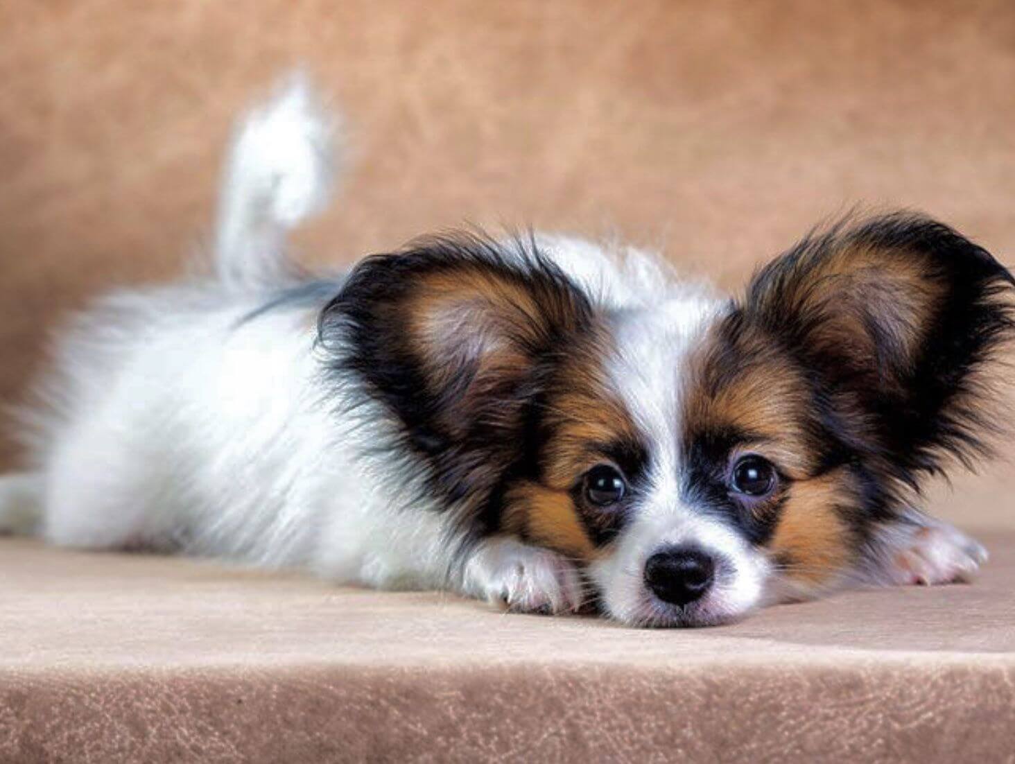 Perrro papillon recostado.