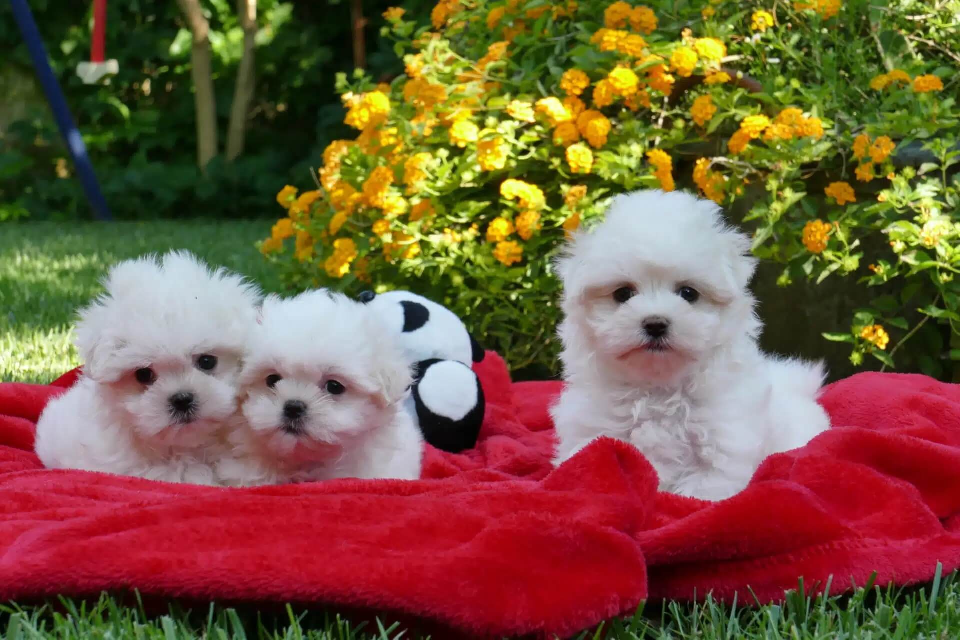 Perros tacita de té: bichón maltés. 