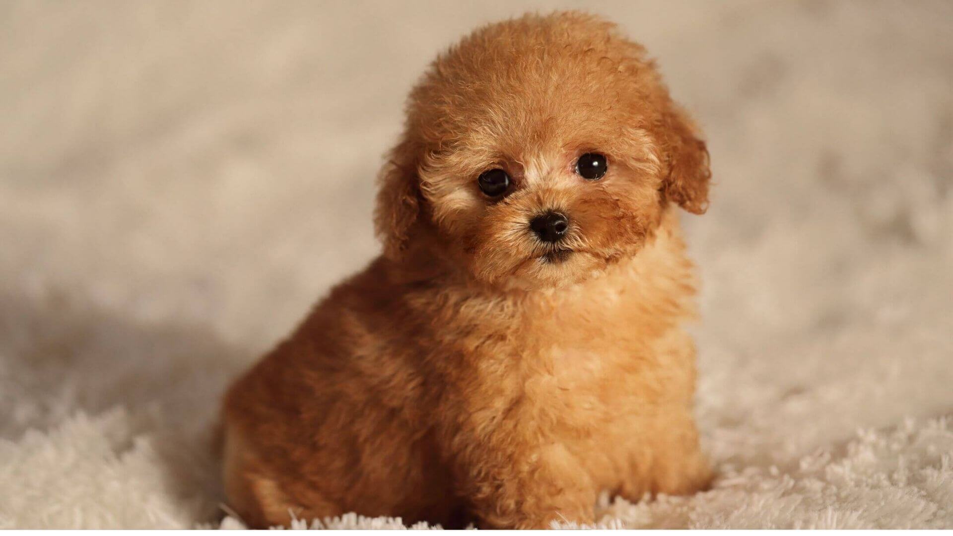 Perros tacita de té: poddle marrón.