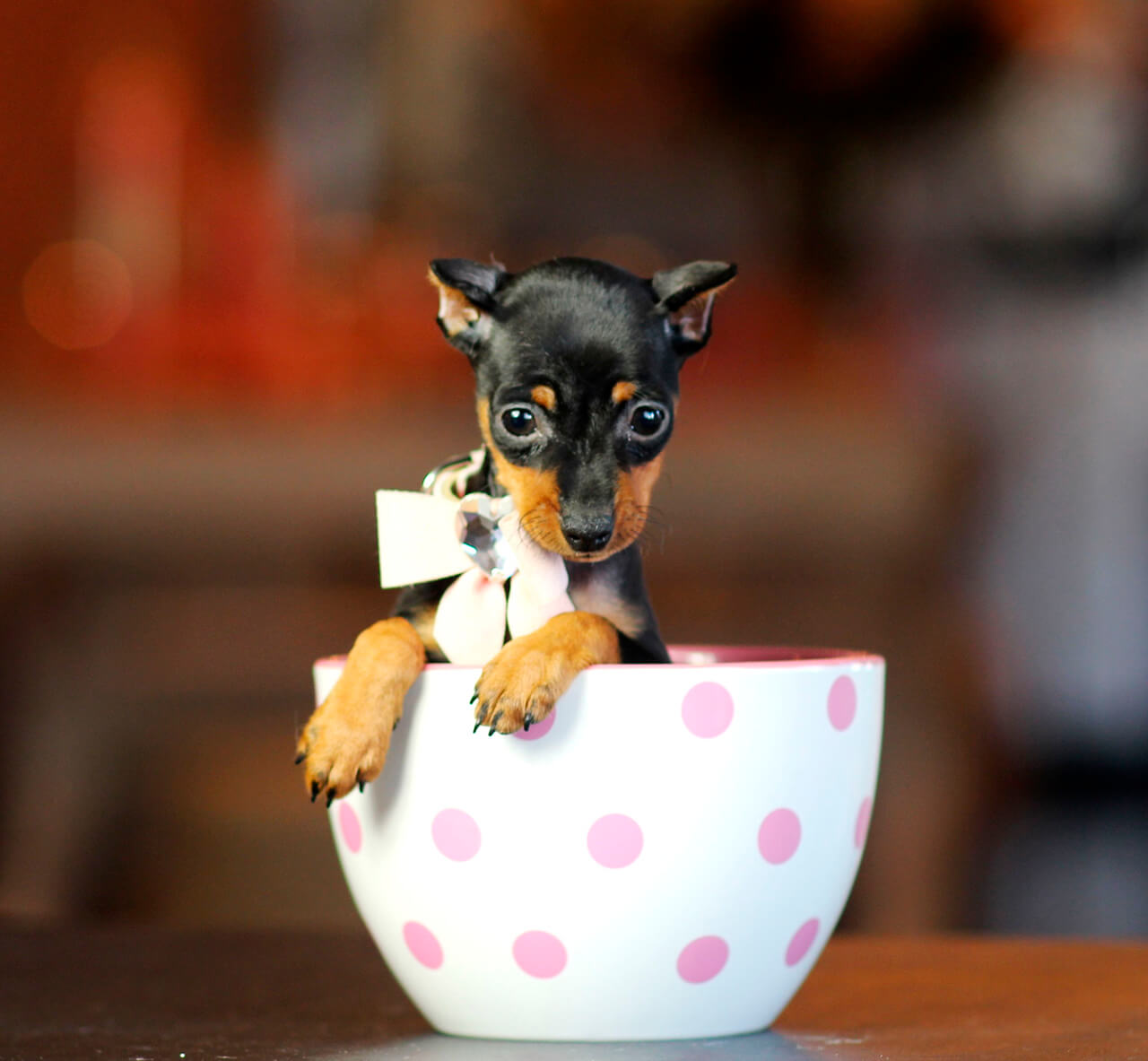 Pinscher en tacita de té.