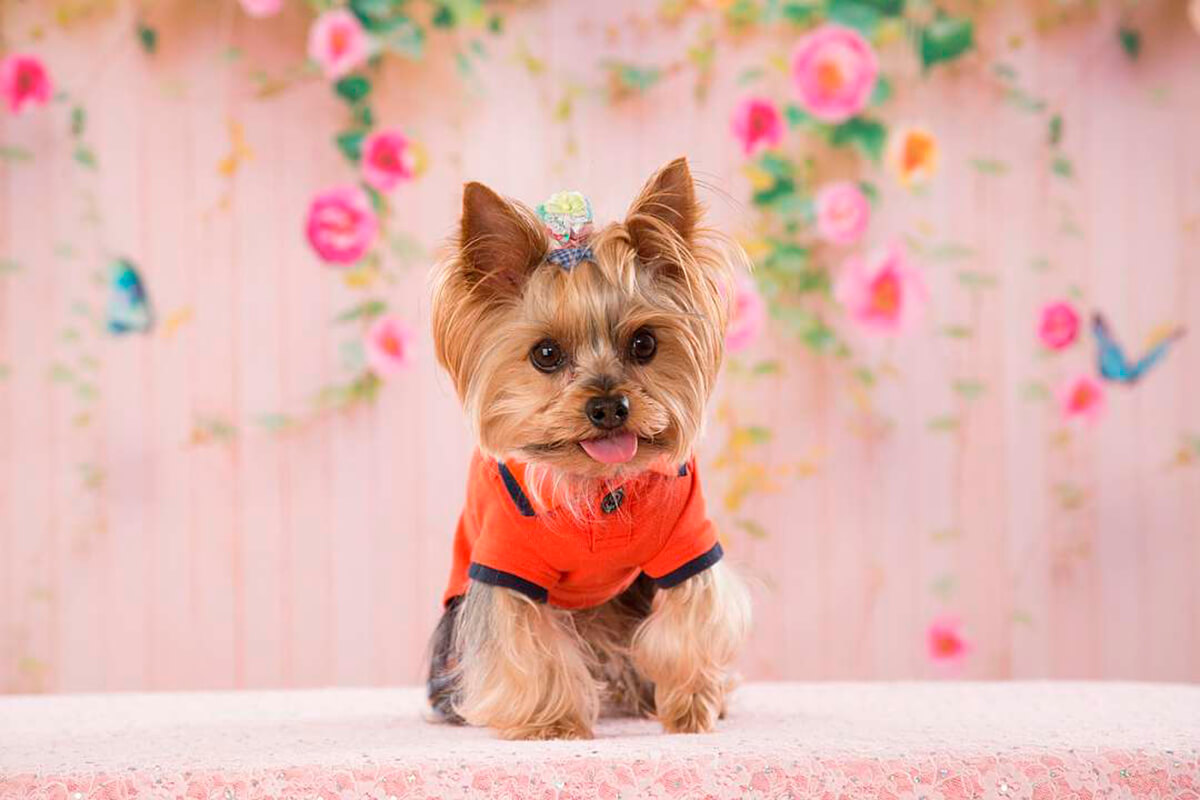 Yorshire terrier, perros tacita de té.