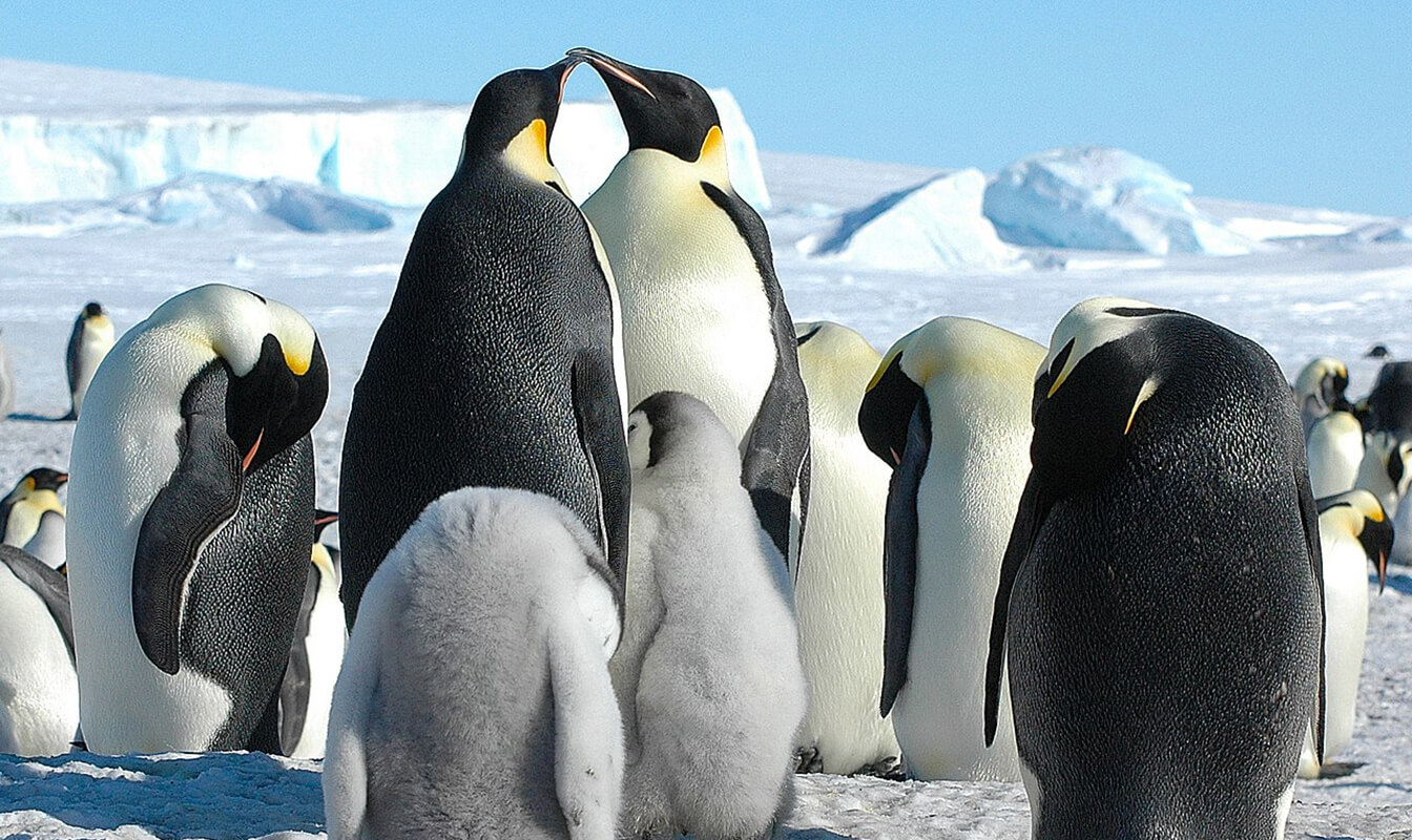 Pingüinos emperador con sus crías en la Antártida.