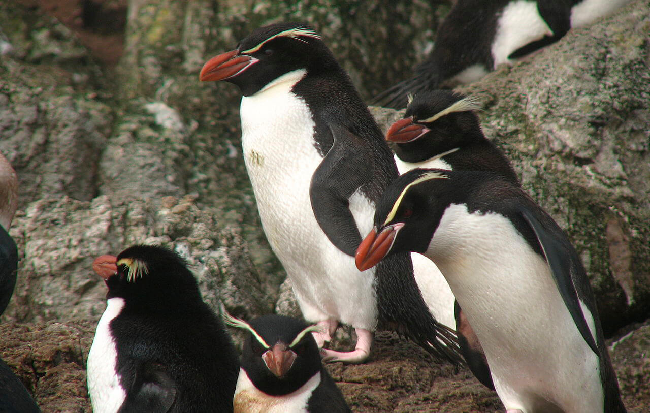 Pingüino de las Snares en grupo cerca de unas piedras. 