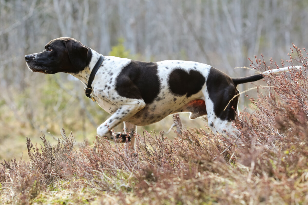 A black and white pointer marking the location of a bird while hunting.