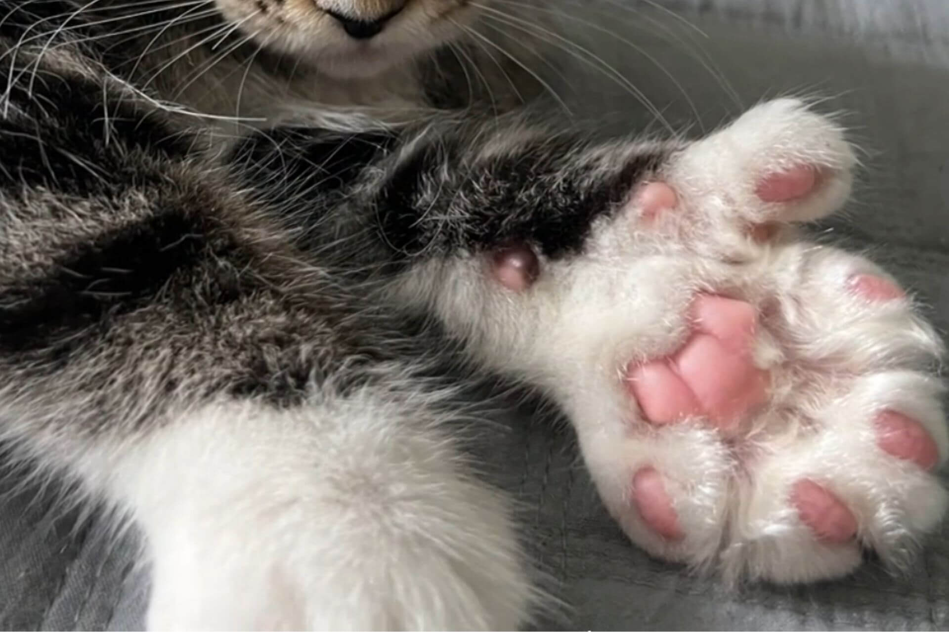 Gato apresenta polidactilia nas patas.
