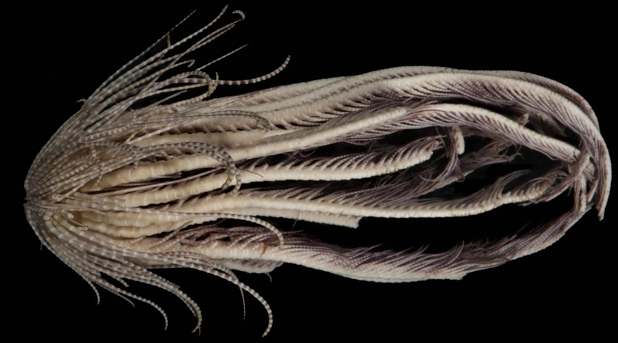 The Antarctic strawberry feather star is one of the animals discovered in 2023.
