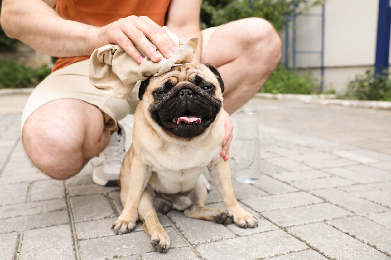 Tutor asiste a su perro en un día caluroso para prevenir un golpe de calor. 