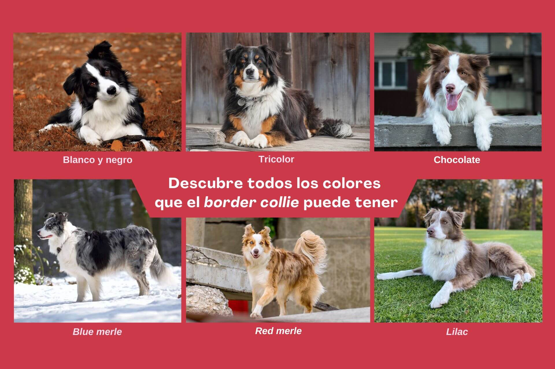 Colores del border collie.