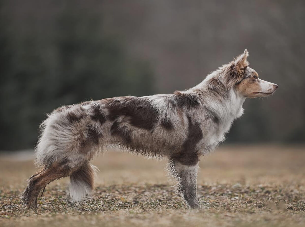 Vista lateral de un border collie lilac merle. 