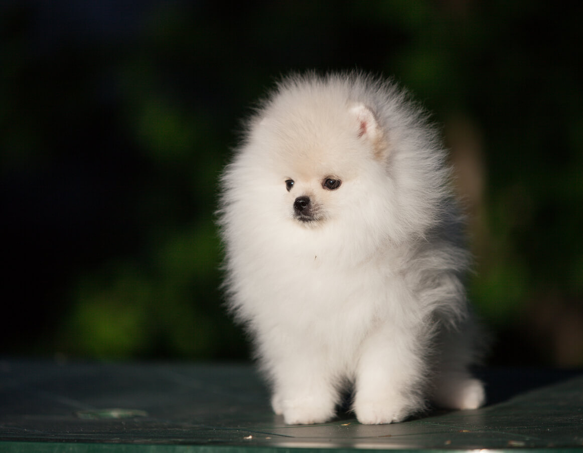 Pomerania blanco, perros tacita de té.