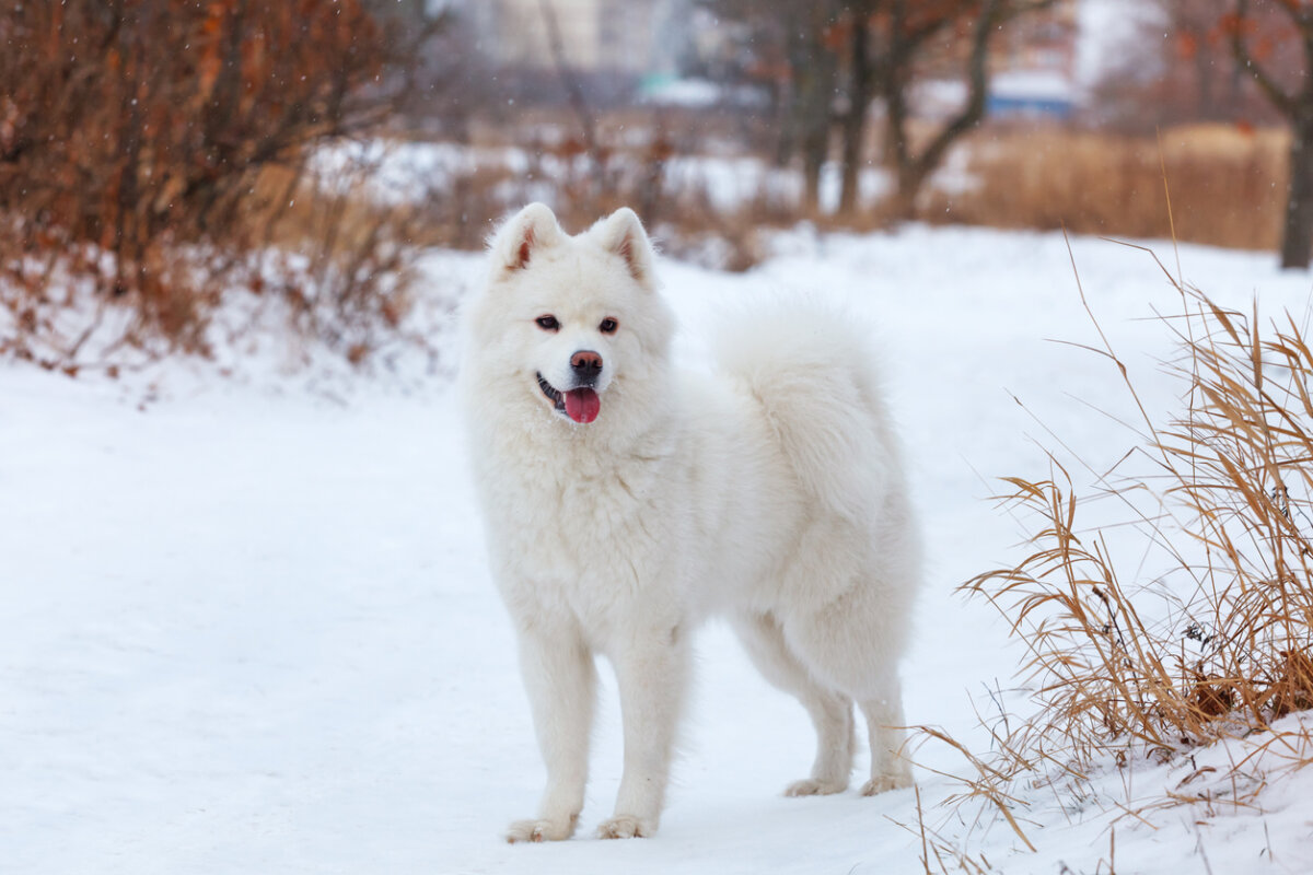 Razas de perros medianos, Samoyedo.