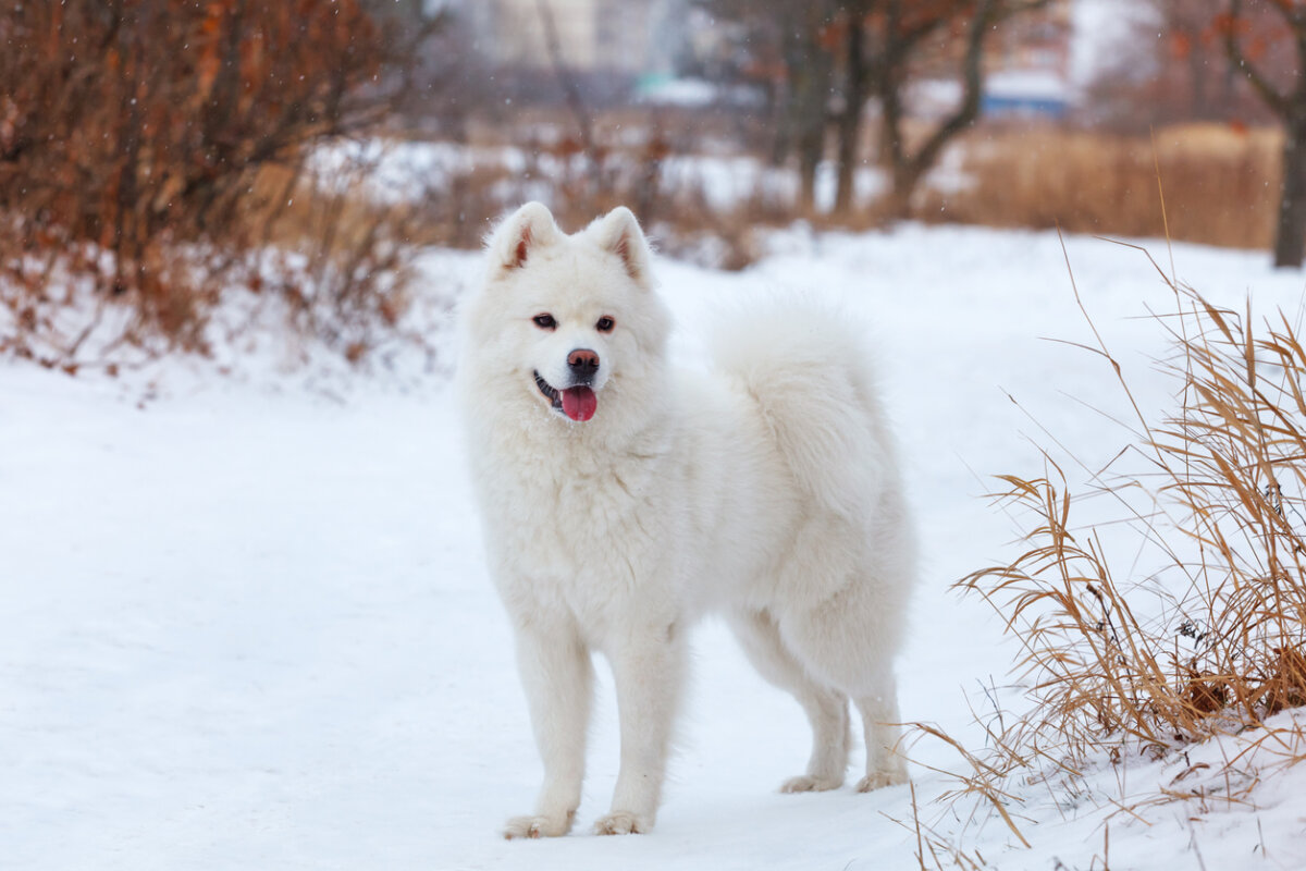 A white Samoyed standing in the snow.