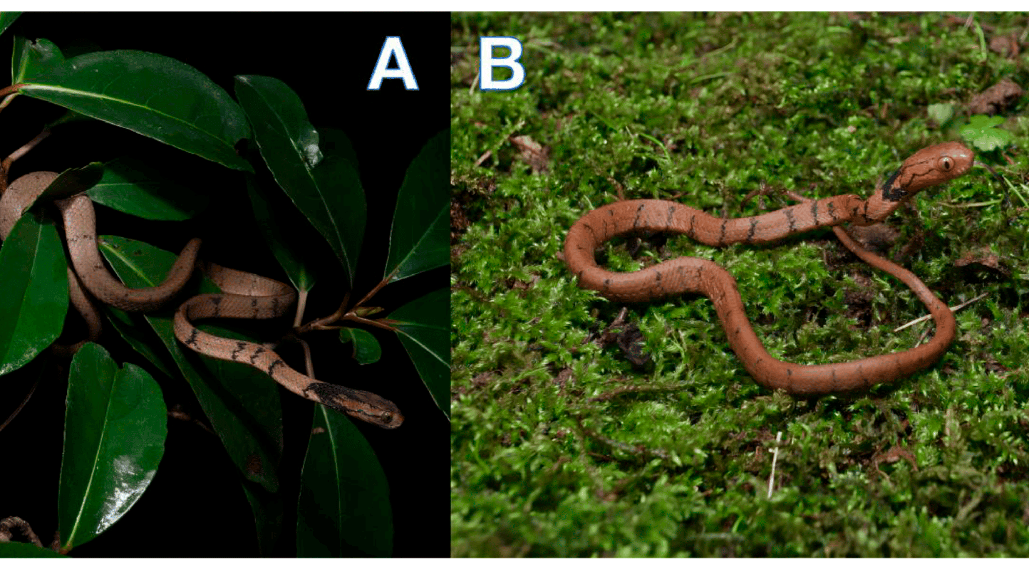 Two photos of the Pareas baiseensis snake: On the right on the ground and in the second one on the branches of a tree.