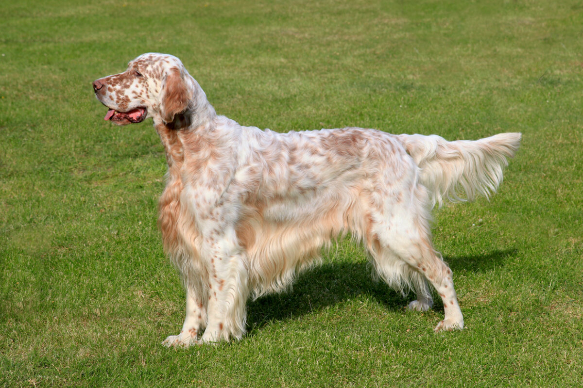 Setter inglés sobre el césped, razas de perros medianos.