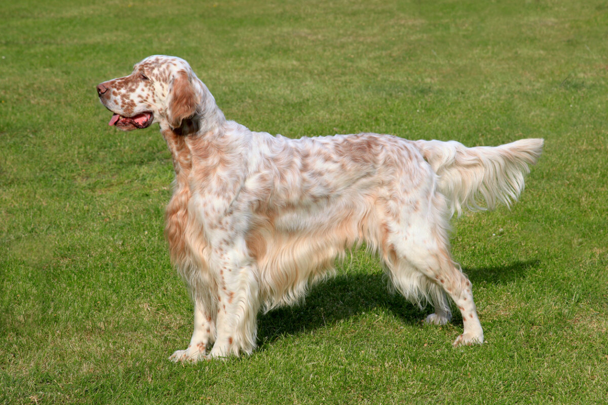 A white and brown speckled English Setter.