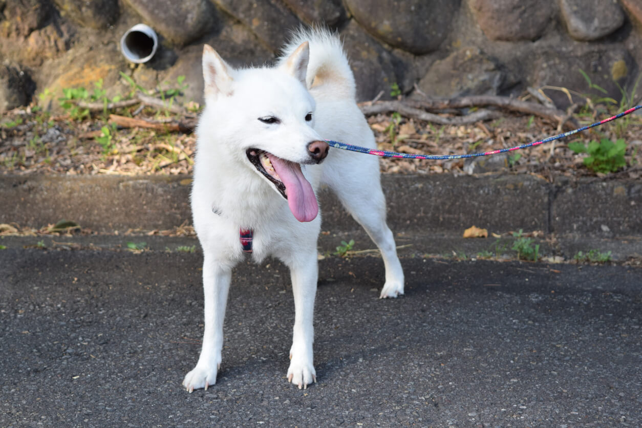 El blanco es uno de los colores del shiba inu.
