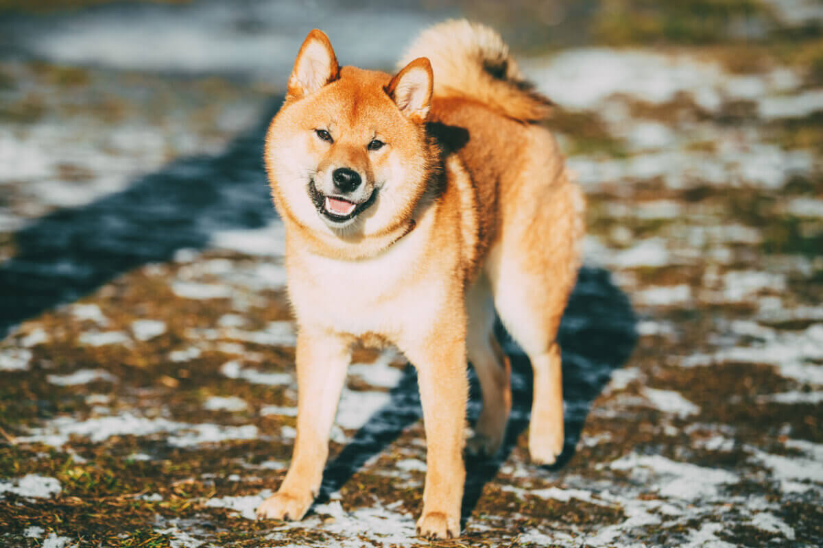 A Shiba inu on snowy grass.