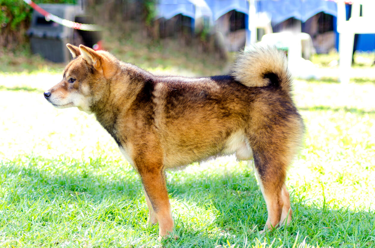 Shiba inu sésamno.