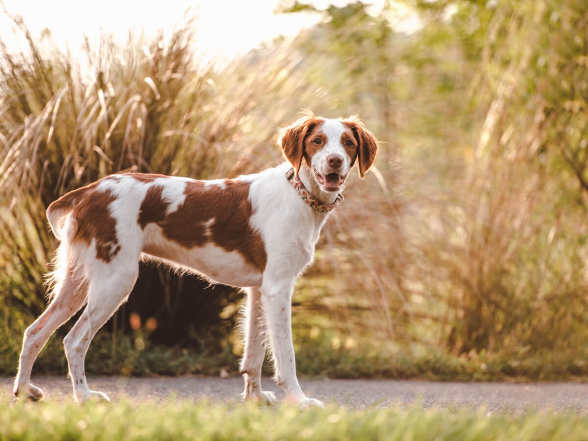 A Brittany Spaniel standing on a path on a sunny day.