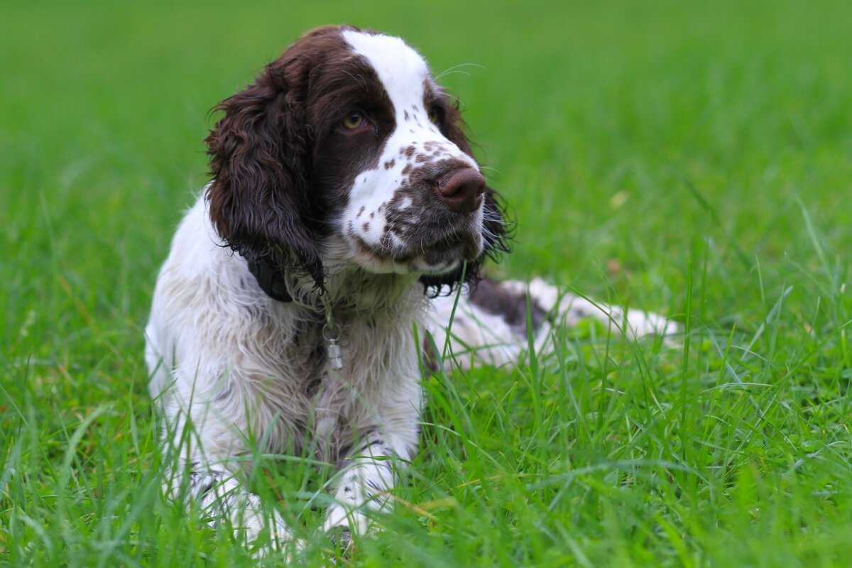 Springer spaniel inglés, perros de razas medianas.