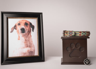 7 claves para superar la eutanasia de tu mascota