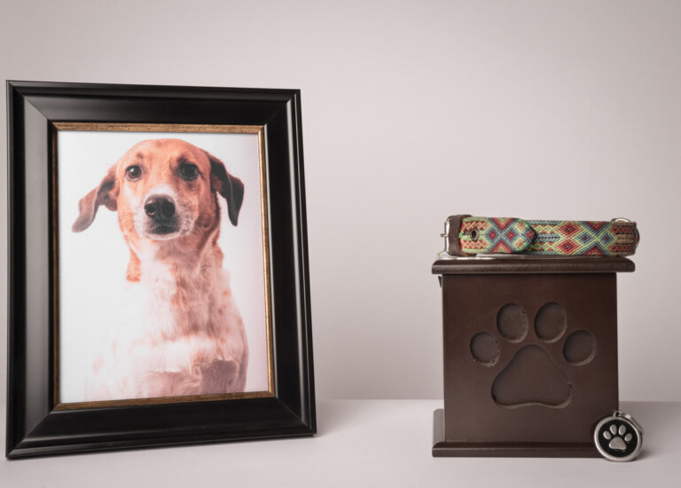 7 claves para superar la eutanasia de tu mascota