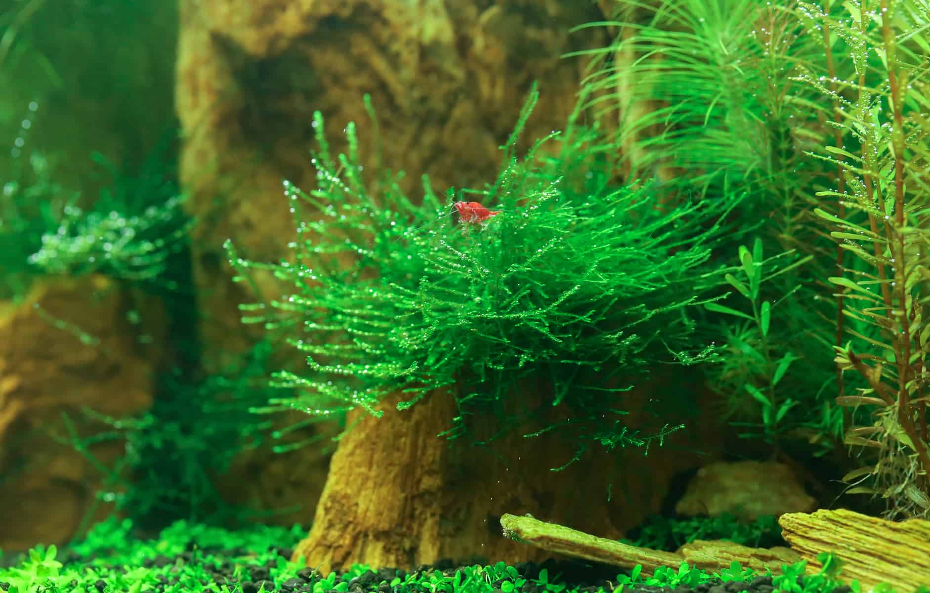 Java moss in an aquarium.