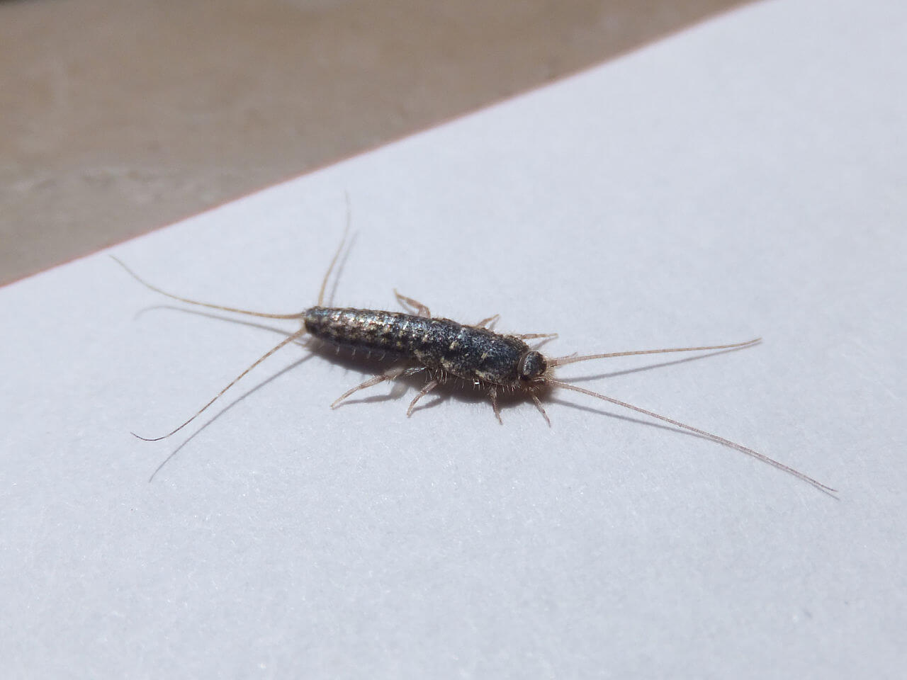 Insecto de fuego sobre una superficie blanca.