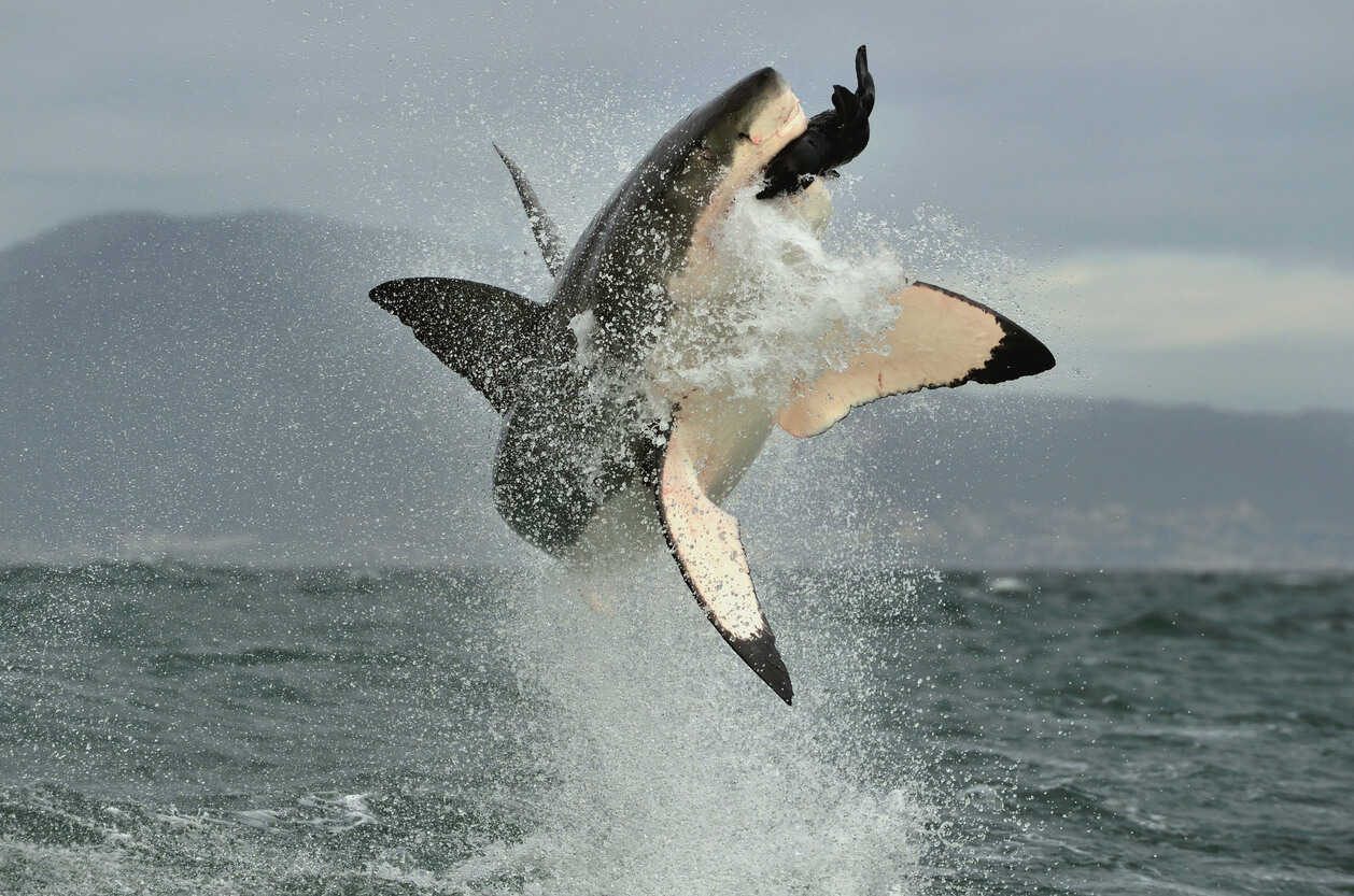 O grande tubarão branco ou Carcharodon carcharias salta da água para pegar uma foca.