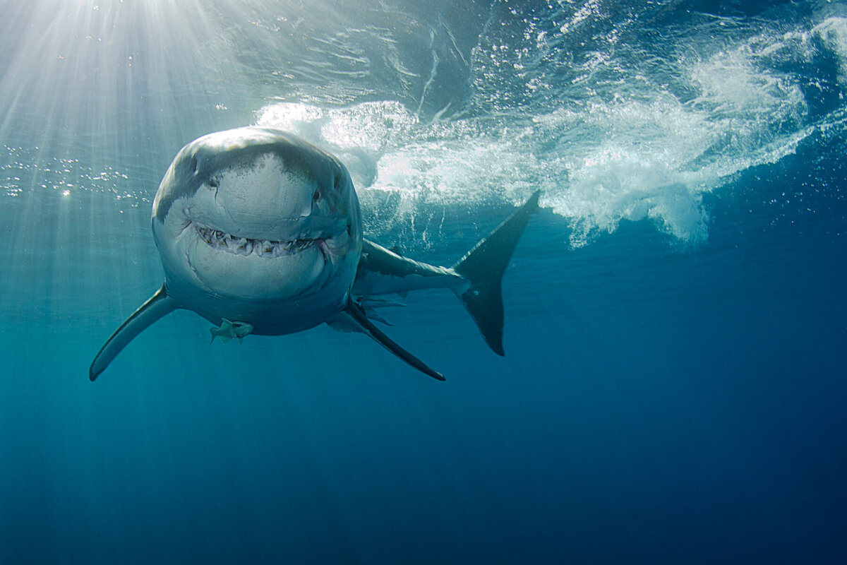 Tiburón blanco sonriente en el fondo del mar.