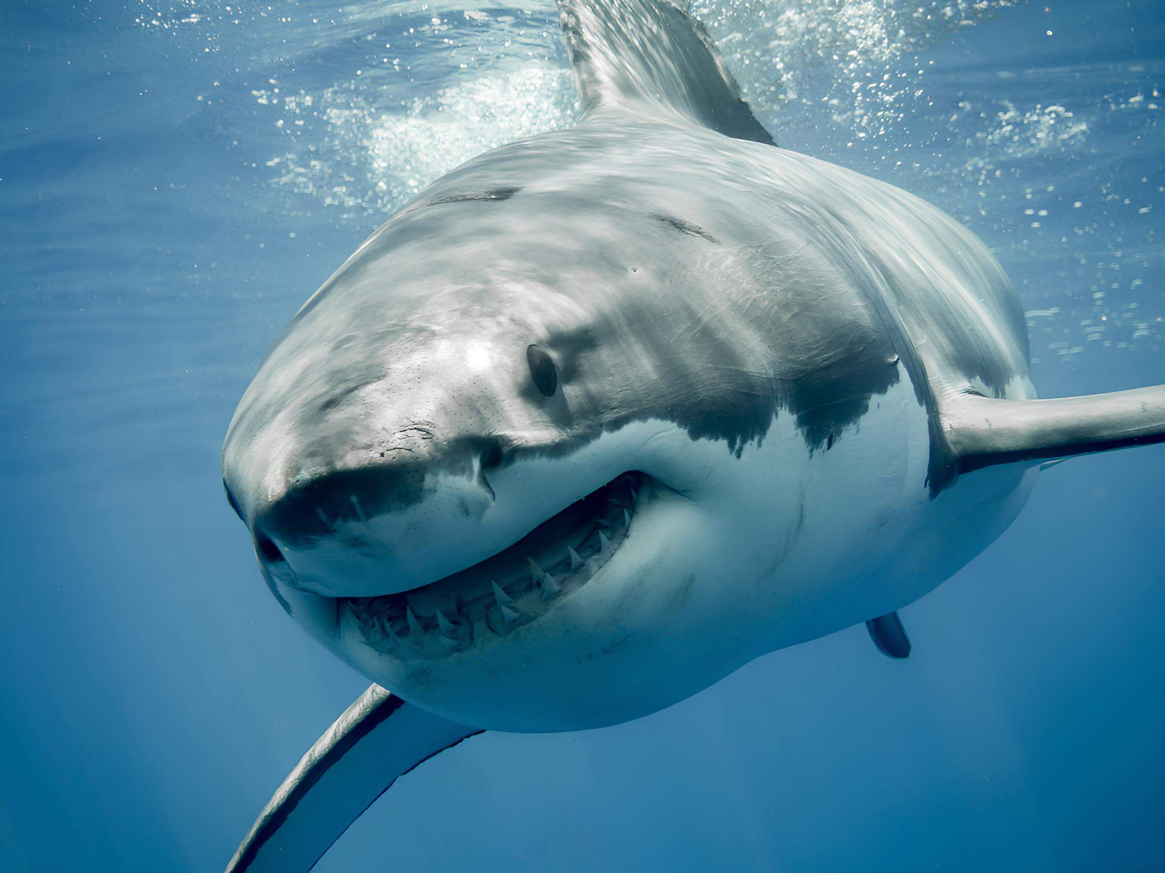 Lo squalo bianco mostra i denti.