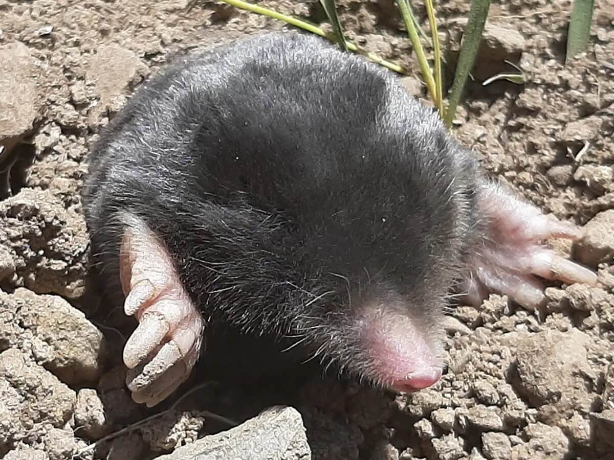 A Talpa hakkariensis sale a la superficie. Esta especie fue descubierta en Turquía.