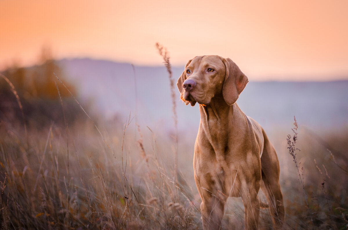 Vizslas are beautiful medium-sized dogs.