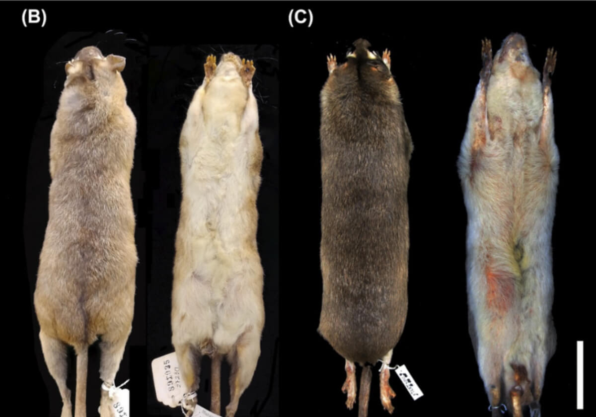On the right, brown-eyed opossum Metachirus aritanai and on the left, Metachirus myosuros.