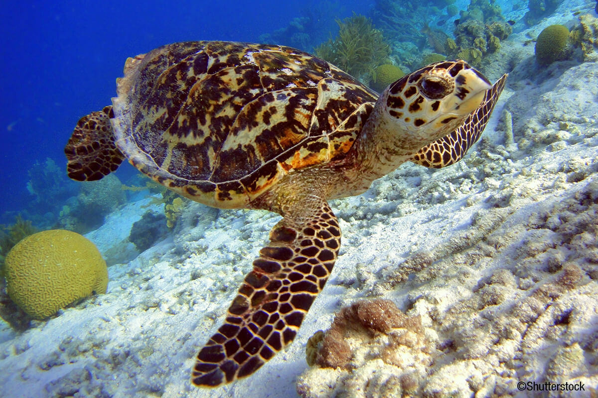 Tortuga carey.