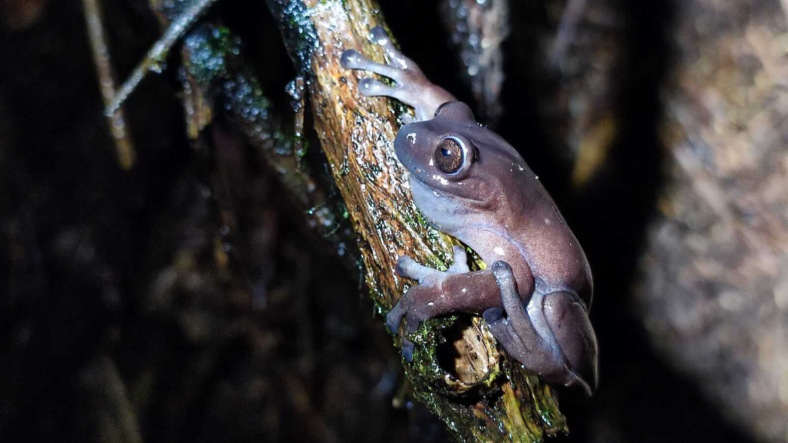 Rana arborícola colombiana de Lynch se posa sobre la rama de un árbol. 