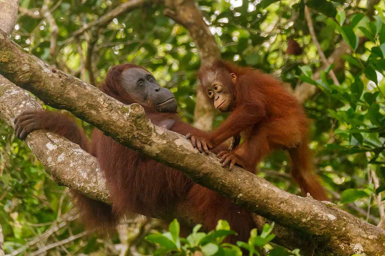 Orango del Borneo con un bambino.